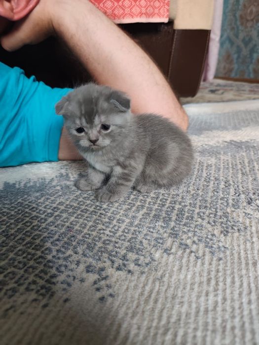 Вислоухие котята