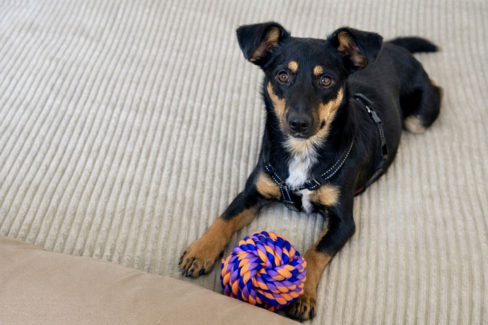 Собака Найла — идеальный вариант для семьи