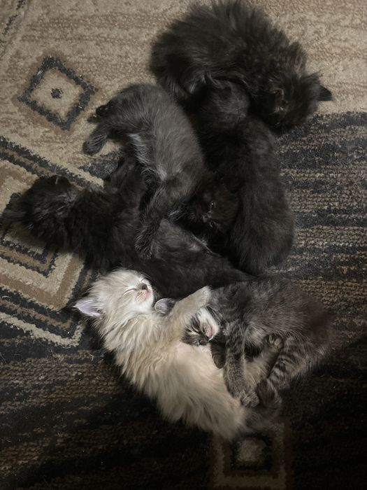 Отдам котят в добрые руки.  Самостоятельные