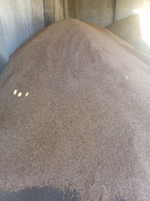 Ячмень на семена