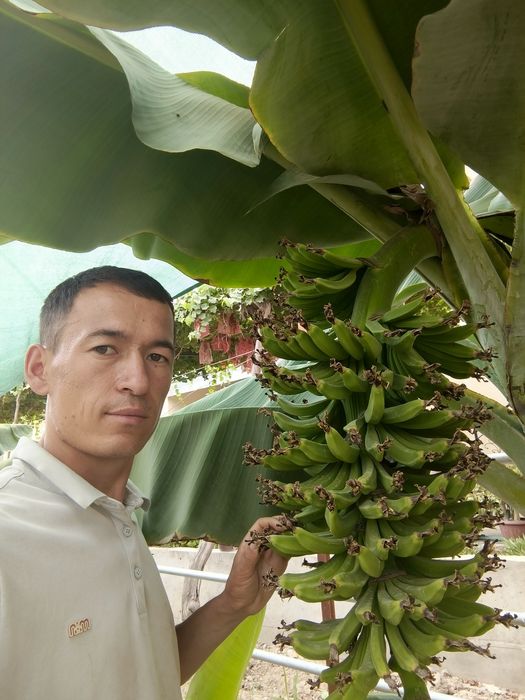 Karalivski banan Qizil banan Karlik pakana papaya koʻchatlari OPTOM