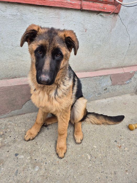 Ciobănesc German cu Pedigree