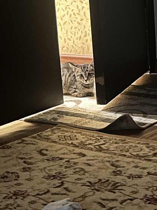 Котенка отдадим даромй