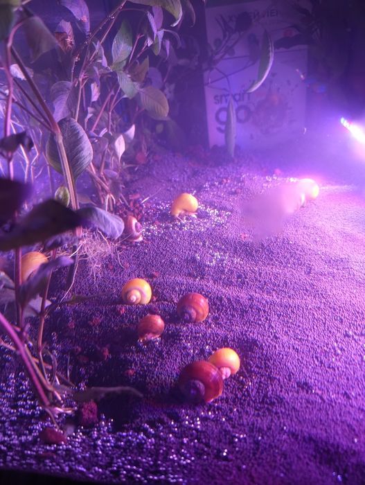 Улитки ампулярии