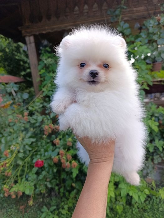 Pomeranian mascul