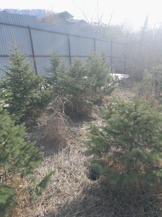 Продам  ёлки      тяньшанка