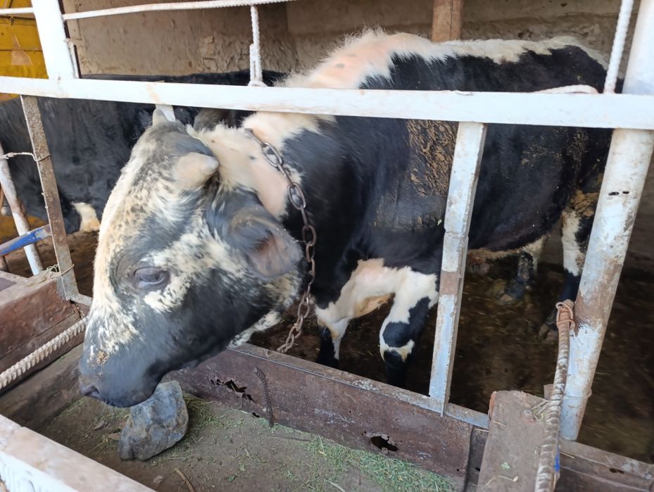 Бұқа, бычок , бык. 600к сатылады