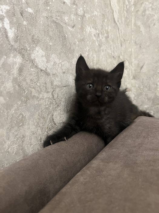 Котята в хорошие руки.