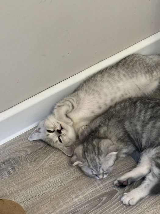 Котята(1 мальчик, 2 девочки)