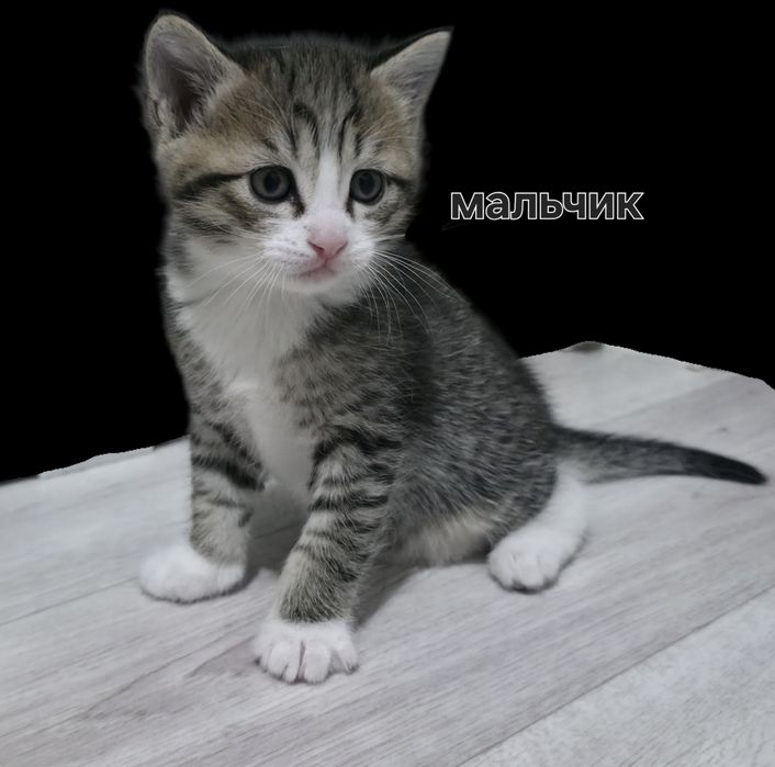 Отдам котят в добрые руки