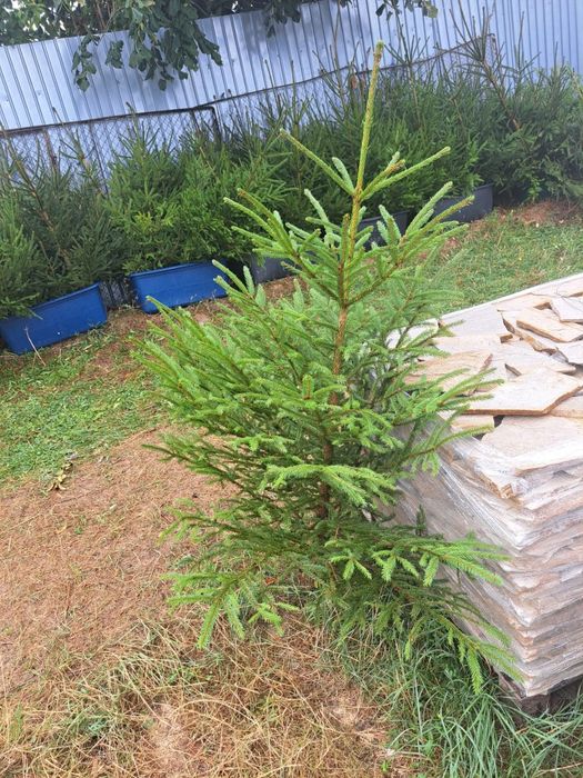 Brazi de nunta 0730796168