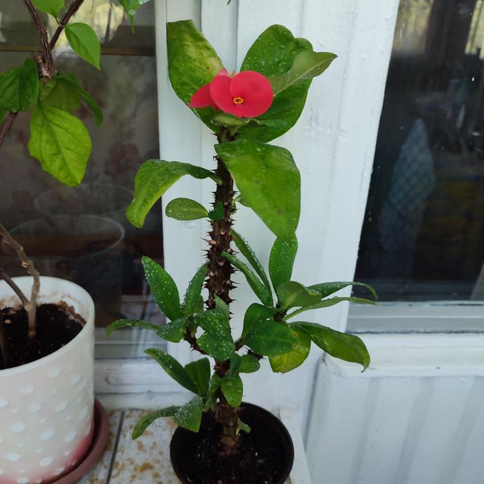 Комнатные растения