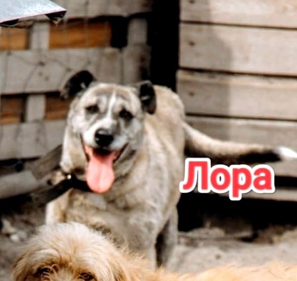 Дарю в добрые и ответственные руки