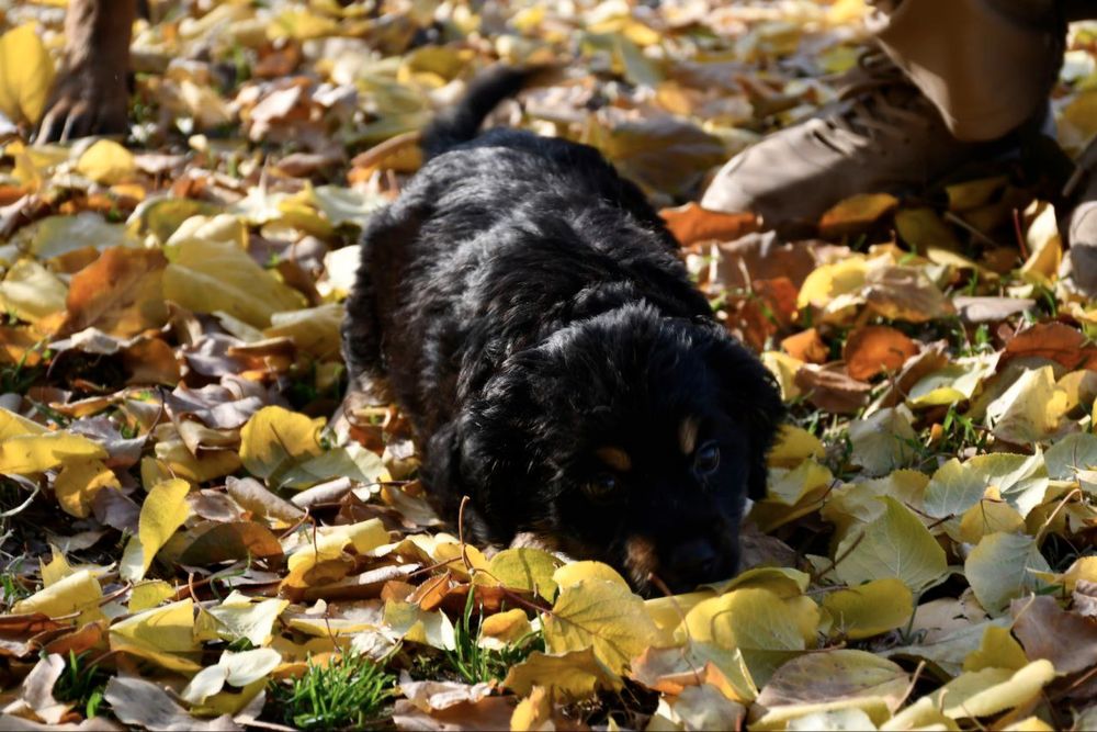 Малыш ищет дом и семью!