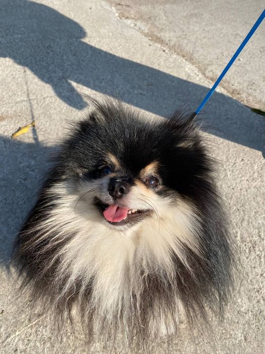 Вязка шпиц мальчик 2 года