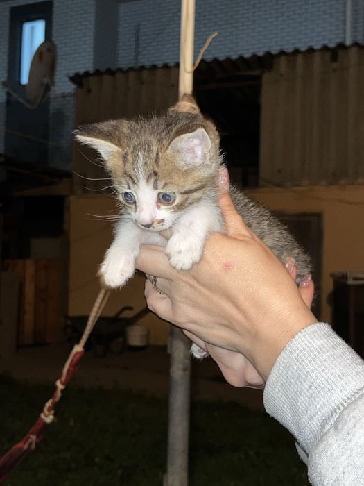 Отдам котенка в добрые руки