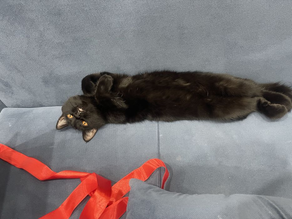 Пристрою кошку с доплатой! доплачу