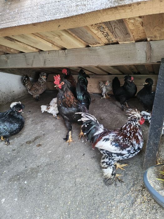 Яйца от струмски бантам и петли