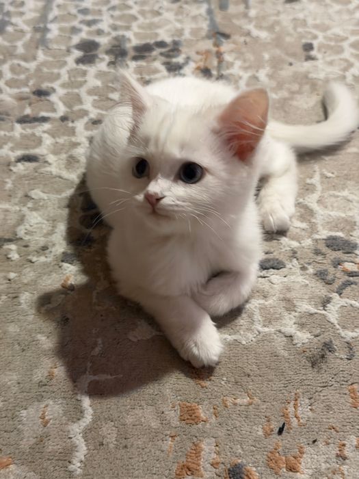 Отдам котенка девочку