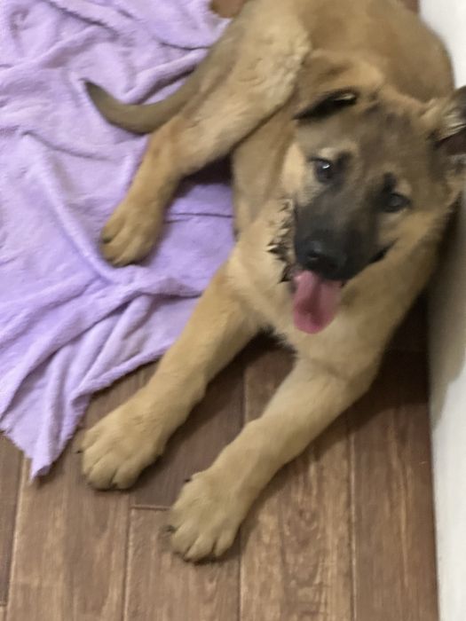 Отдам щенка девочка в хорошие руки