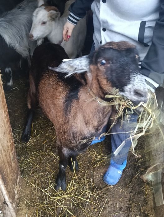 Vatuie Metis Anglo nubiana