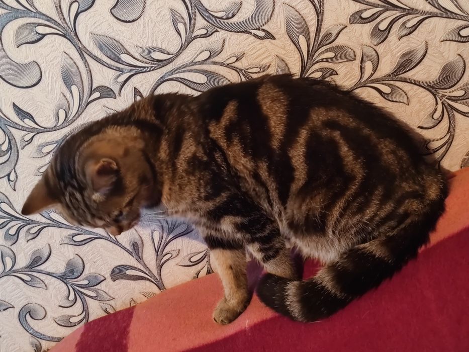 Британский котик ищет Дом