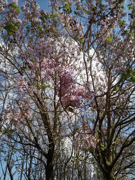 Пауловния - дървета (трупи)