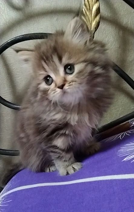 Прямоухая девочка