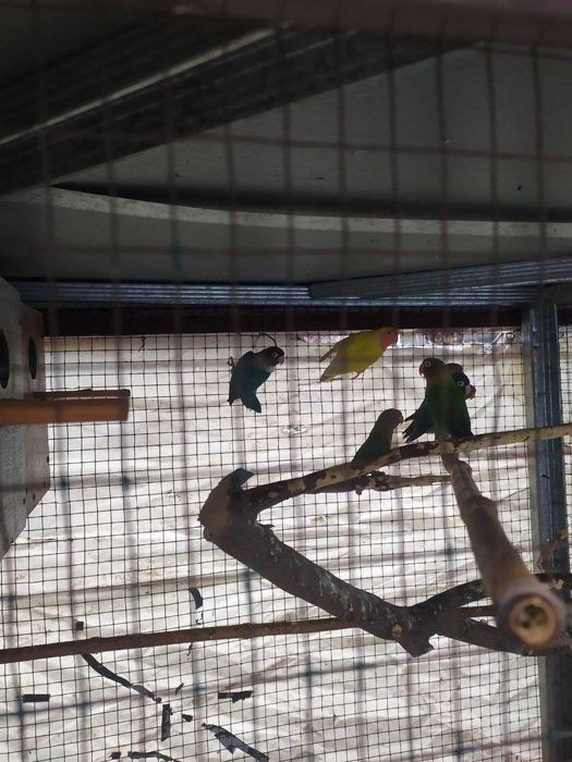 Неразлучные - попугаи жёлтый синий