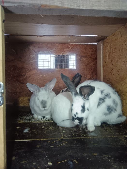 Кролики, строкачи