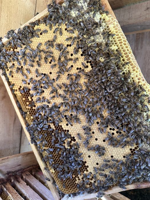 Vand familii de albine