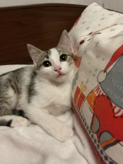 Отдам котенка в добрые руки
