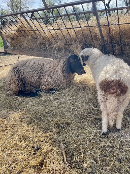 Oi, miei, capre și iezi de vânzare