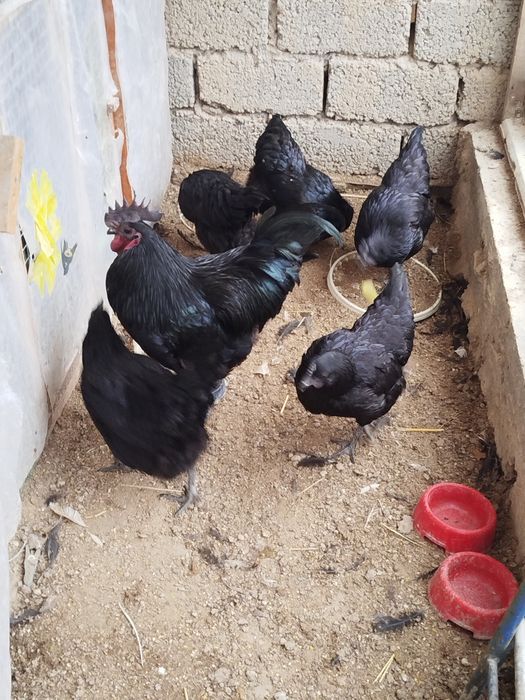 Қора ухеюл тухумлари сотилади