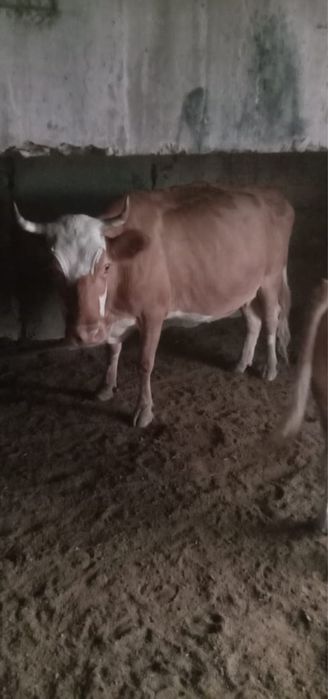 Продается крупный рогатый скот