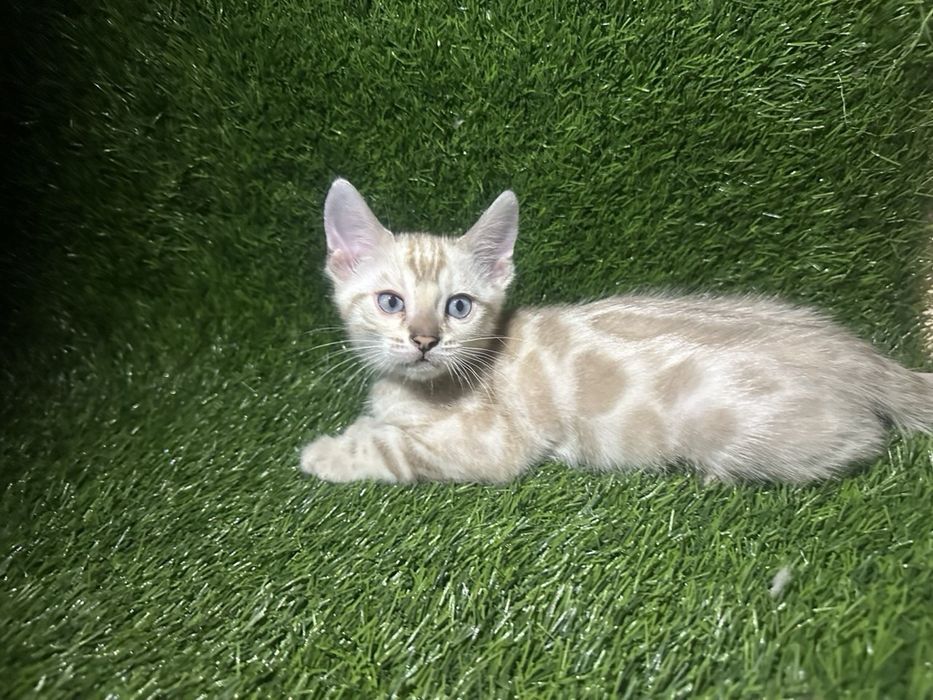 Бенгальские котята