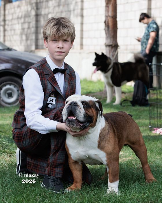 Щенки английского  бульдога