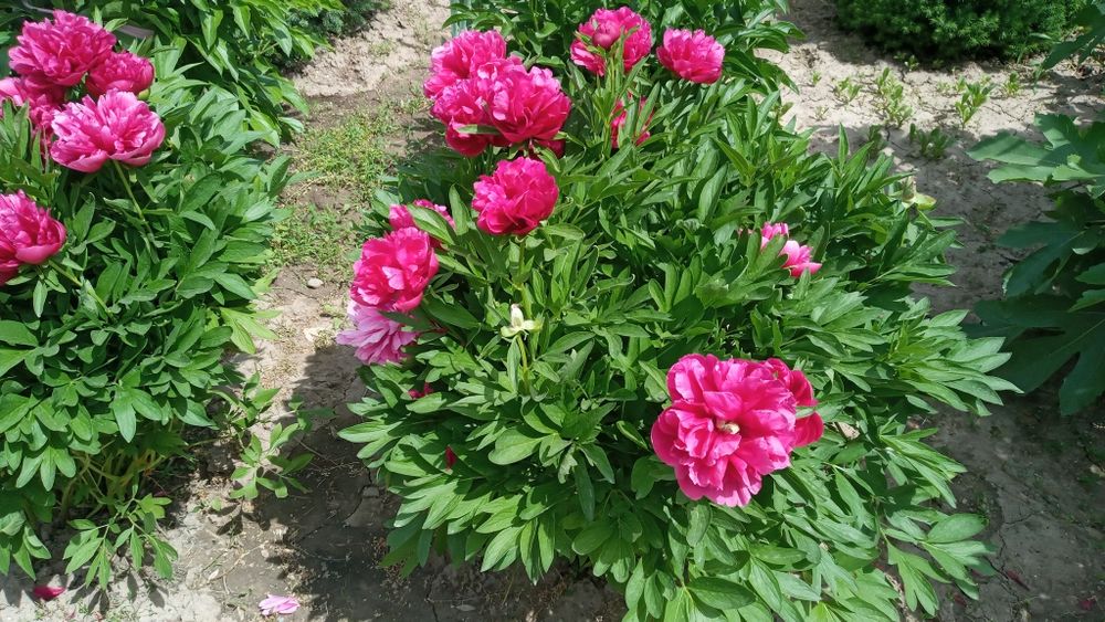 Цветы многолетние, разные.