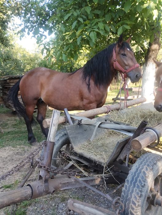 De vanzare iapa de 4 ani cu manz de 1 an sí 6 luni