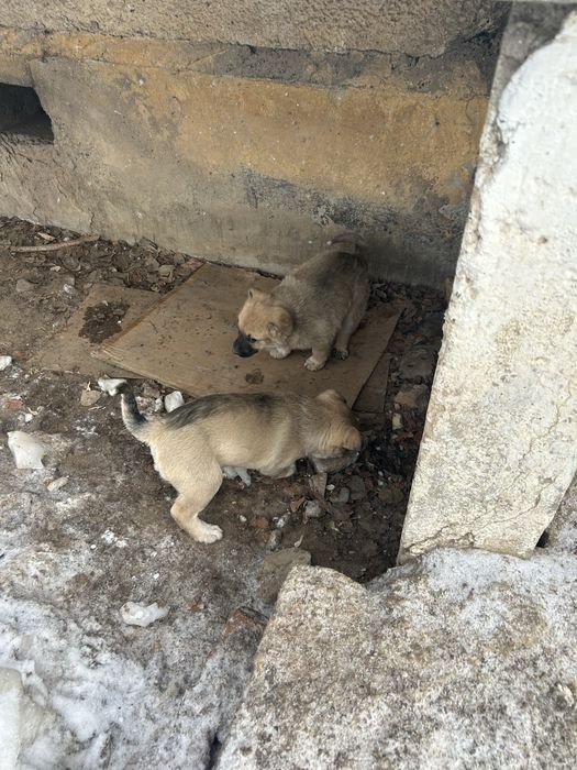 Щенки дворняшки даром