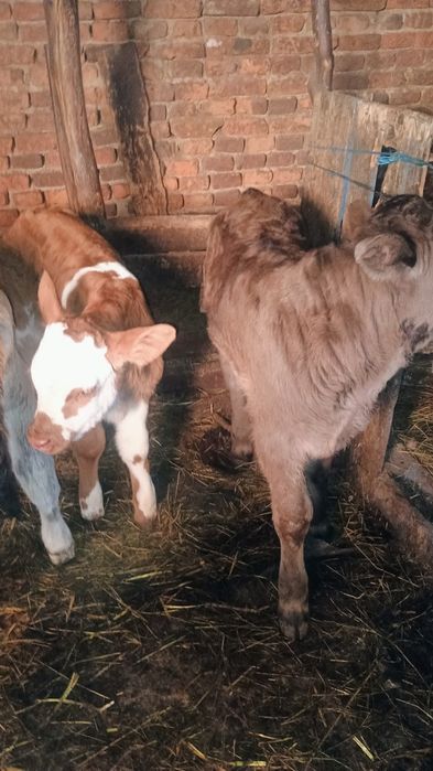 Vând 6 viței de monta