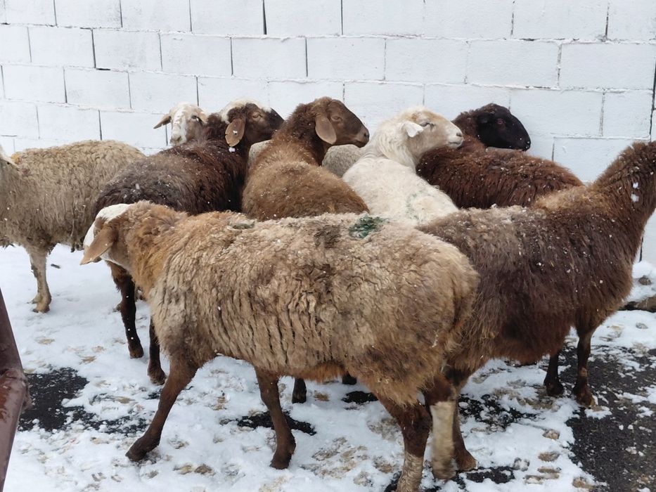 Кой. Токты сатылады