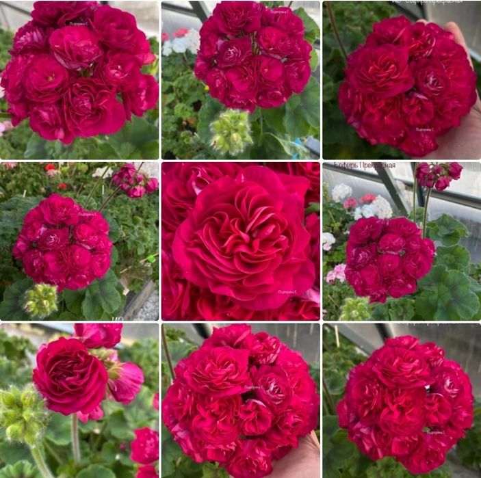 Пеларгония сортовая