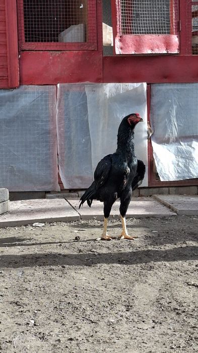 Бойцов, дакан.,.