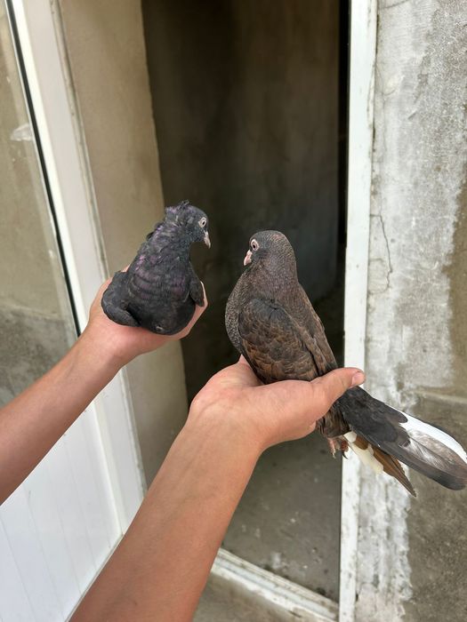 Голуб голуби кептер 3.000