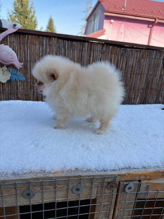 Pomeranian mascul  minitoy