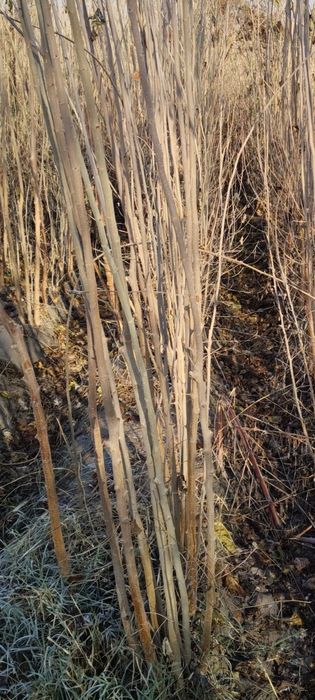 Tut kuchatlari sotiladi