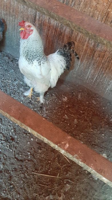 Продам петуха молодой