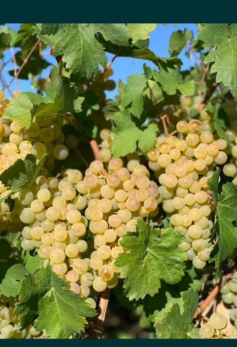 Struguri pentru vin