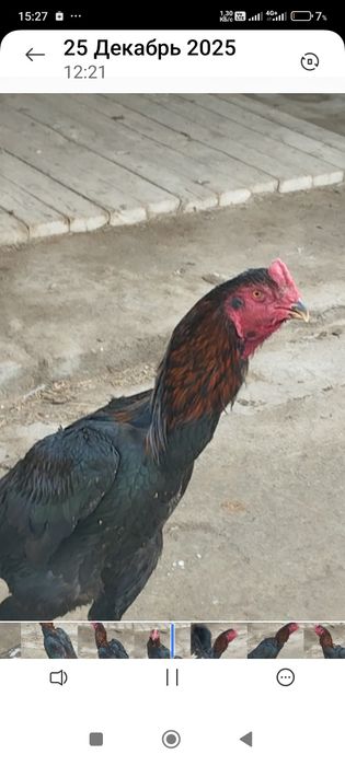 Сатлады срочнаа..